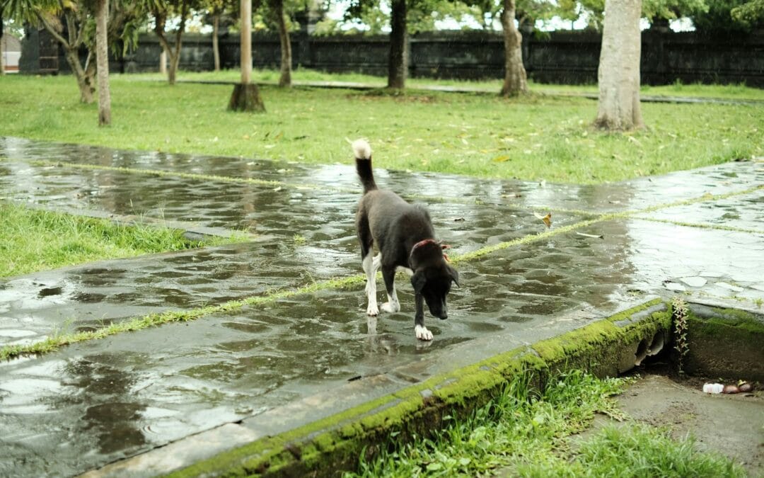 Kenapa Anjing Benci Hujan dan Bagaimana Mengubahnya