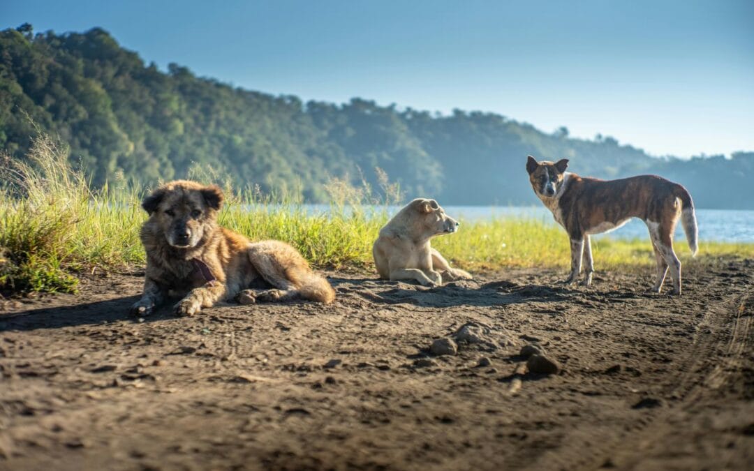 Anjing Kintamani: Penghuni Asli Bali
