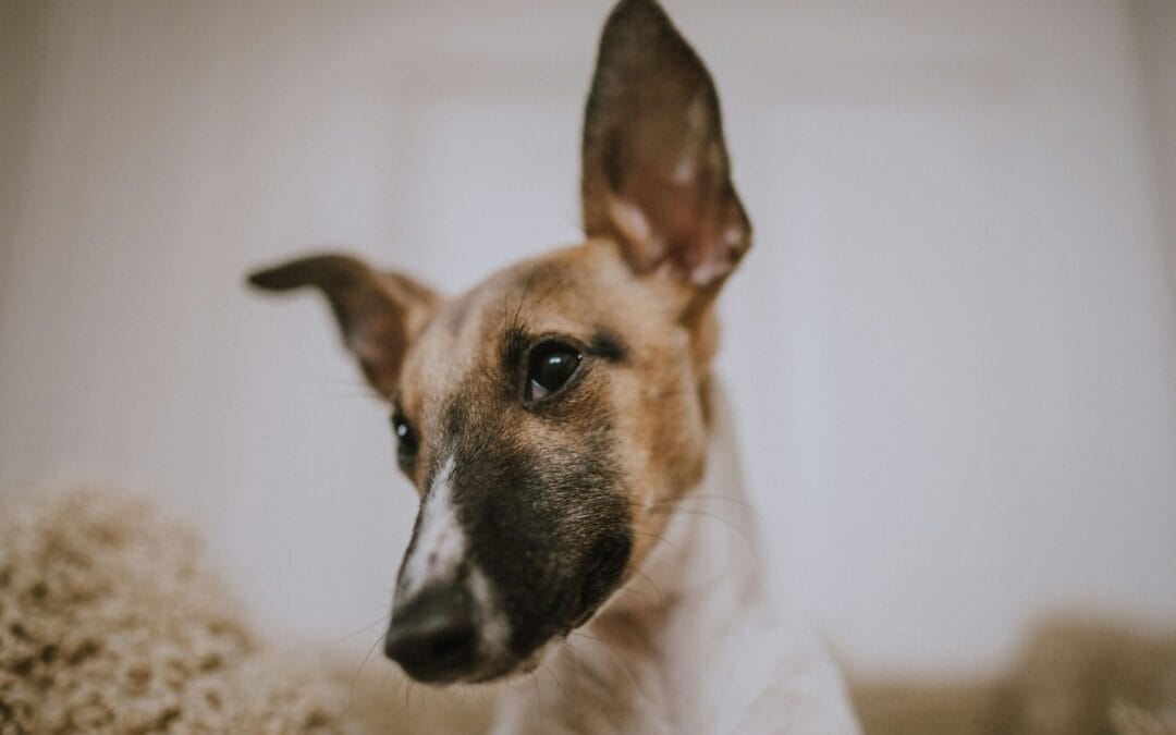 Awasi Infeksi pada Telinga Anjing Anda!