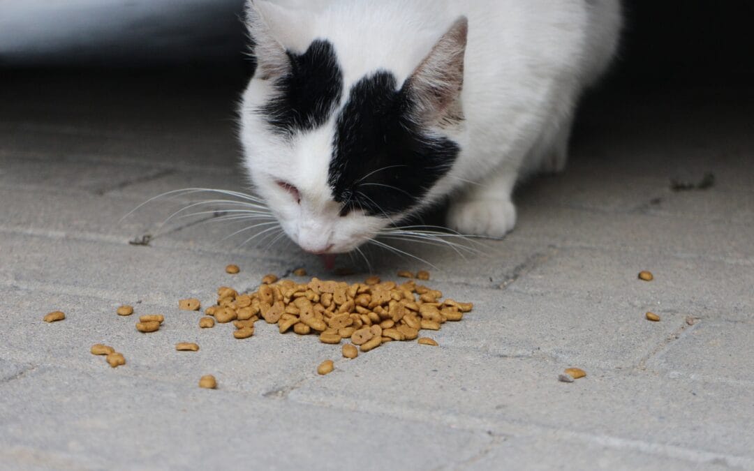 Makanan yang Berbahaya Bagi Kucing