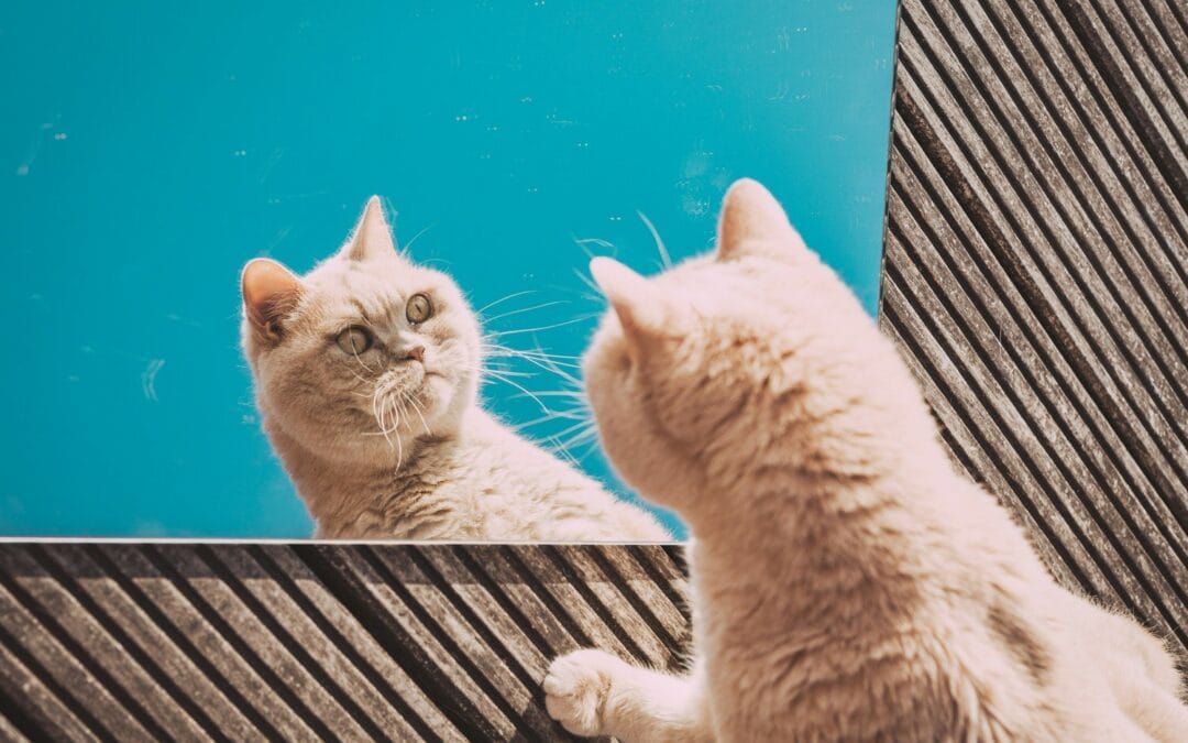 Pentingnya Kumis Kucing