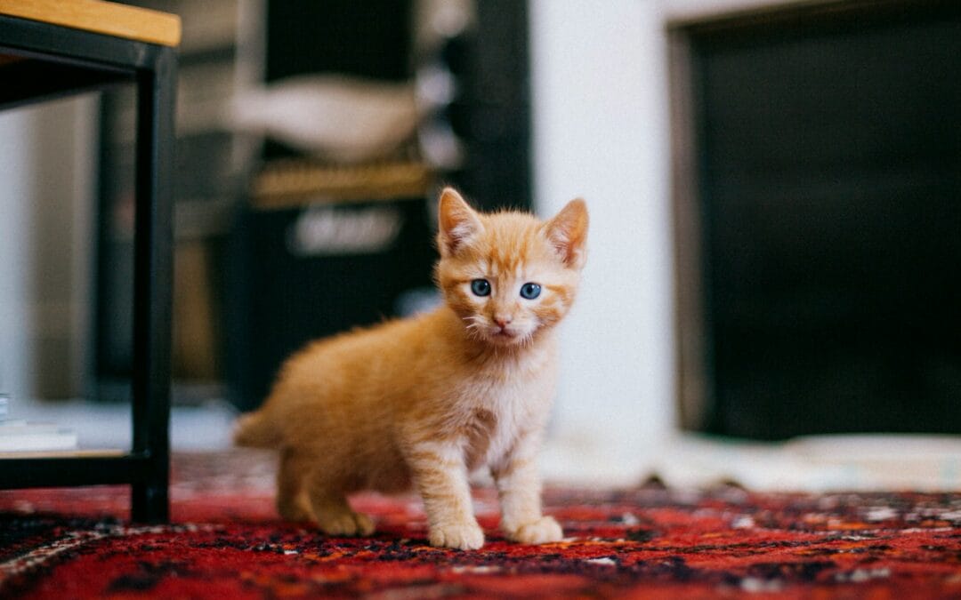 Tips Merawat Anak Kucing Baru Lahir dengan Benar