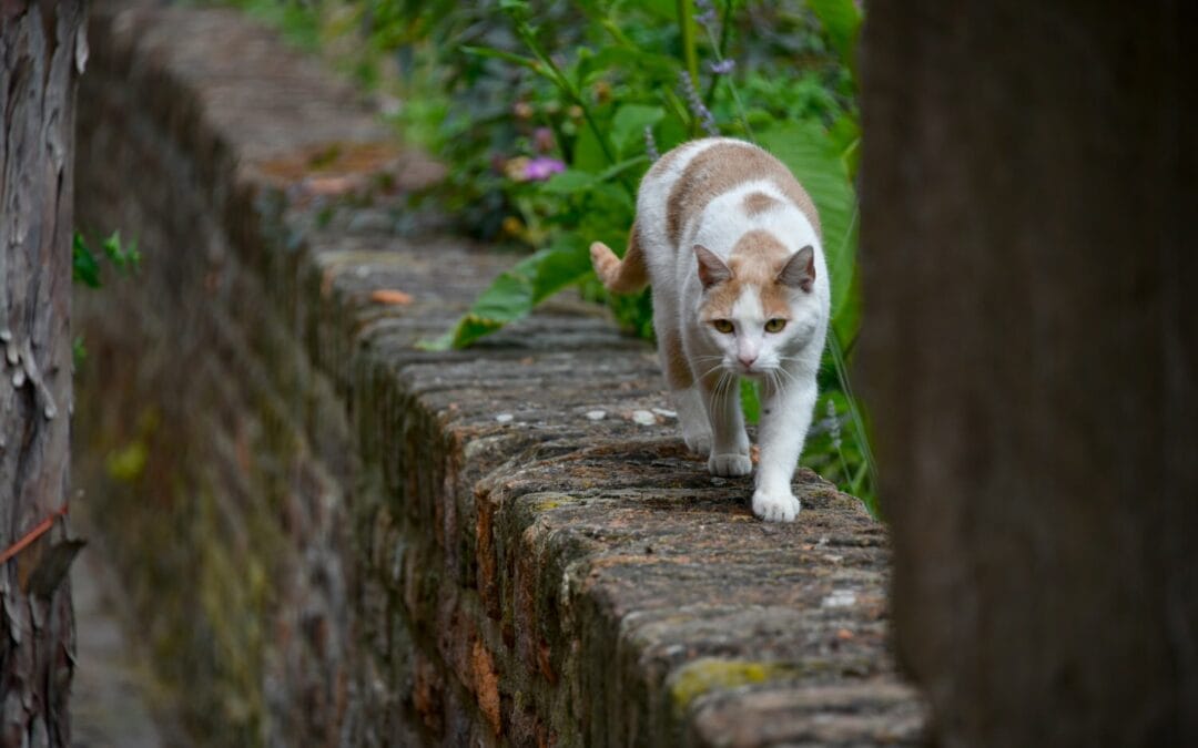 Mengenal Lebih Dekat Ras Kucing Kampung di Indonesia