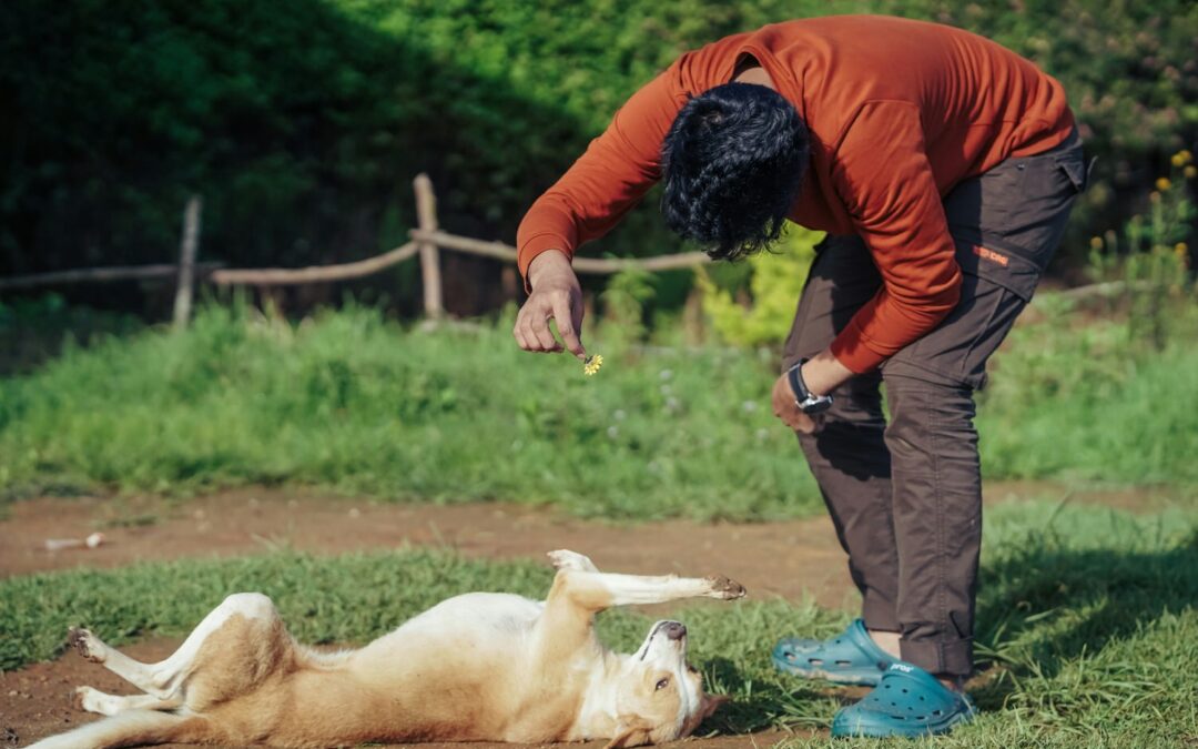 Anjing Tua-tua Keladi? Inilah Kiat-kiat untuk Pelatihan Anjing Senior