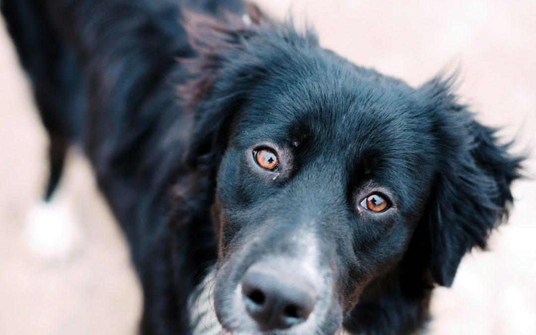 Apakah Anjing Benar-Benar Melihat dalam Warna Hitam dan Putih?