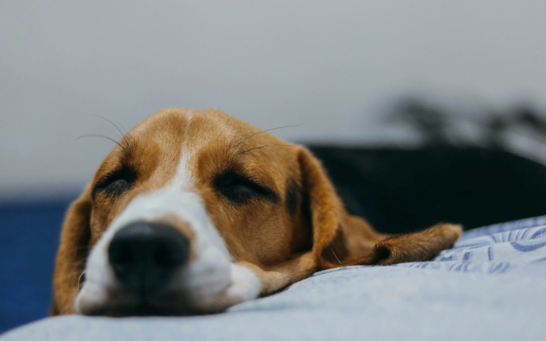Cara Mengetahui Apakah Anjing Anda Perlu Dibawa ke Dokter Hewan: Tanda-tanda Bahaya yang Tak Boleh Diabaikan