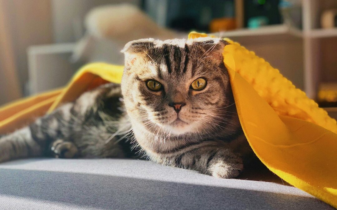 Apakah Kucing Perlu Dimandikan Secara Teratur? Fakta Tentang Memandikan Kucing Anda di Tengah Udara Lembab Bali