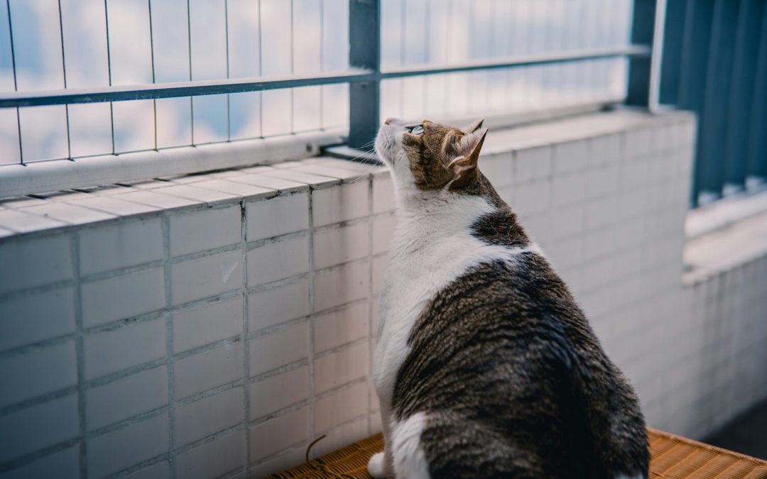 Apakah Kucing Saya Terlalu Gemuk?