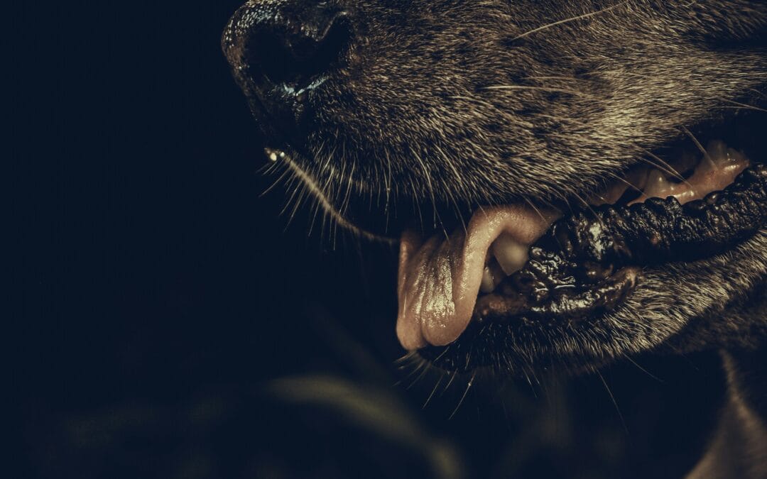 Asal-Usul Rabies: Sejarah Penyakit Mematikan yang Telah Ada Sejak Dulu