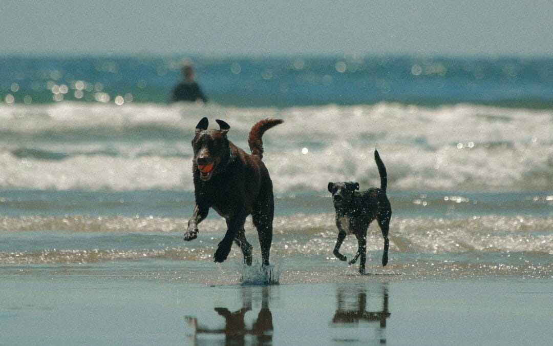 Heatstroke in Pets: What Causes It and Why It’s So Dangerous