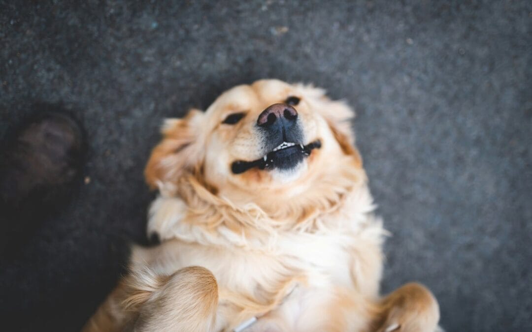 Tips to Maintain Your Aging Dog’s Mind Health