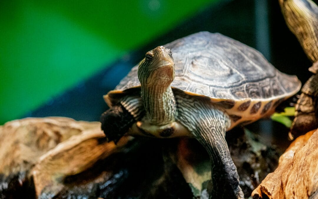 Creating the Perfect Environment for Your Pet Tortoise